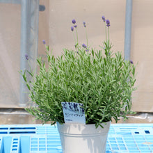画像をギャラリービューアに読み込む, ラベンダー・センティビア・ブルー 5号 1鉢