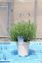 画像をギャラリービューアに読み込む, ラベンダー・センティビア・ブルー 5号 1鉢