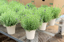 画像をギャラリービューアに読み込む, ラベンダー・センティビア・ブルー 5号 1鉢