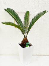 画像をギャラリービューアに読み込む, 【販売期間:10月22日まで】ソテツ(蘇鉄) 6号