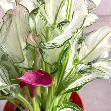 画像をギャラリービューアに読み込む, 【限定40個】カラー・フローズンクイーン 5号 ※予約商品:12/15まで 出荷予定:12/20