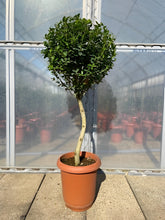 画像をギャラリービューアに読み込む, ヒメヒイラギ (姫柊) スタンド仕立て 8号
