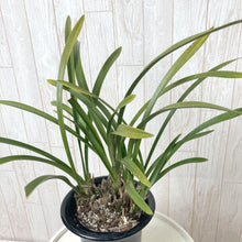 画像をギャラリービューアに読み込む, 【予約商品:2/24発送】キンリョウヘン(金稜辺) 4号