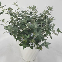 画像をギャラリービューアに読み込む, 【予約商品:3/10発送分】ツリージャーマンダー・アイスキューブ 1鉢