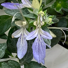 画像をギャラリービューアに読み込む, 【予約商品:3/10発送分】ツリージャーマンダー・アイスキューブ 1鉢