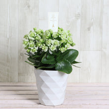 画像をギャラリービューアに読み込む, カランコエ・パリホワイト 4号