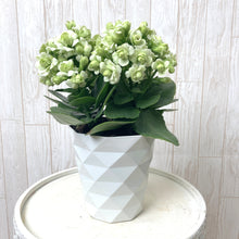 画像をギャラリービューアに読み込む, カランコエ・パリホワイト 4号