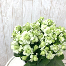 画像をギャラリービューアに読み込む, カランコエ・パリホワイト 4号