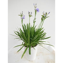 画像をギャラリービューアに読み込む, 【予約商品:5/26発送】アガパンサス・サマーラブ ブルー 1鉢