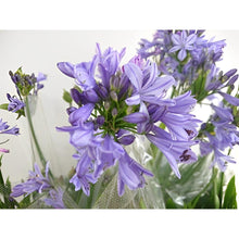 画像をギャラリービューアに読み込む, 【予約商品:5/26発送】アガパンサス・サマーラブ ブルー 1鉢