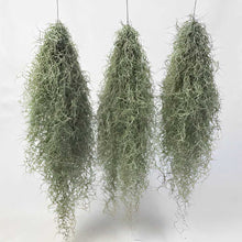 画像をギャラリービューアに読み込む, 【販売期間:3月26日まで】チランドシア・ウスネオイデス(特大)