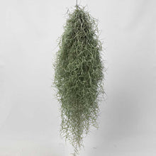 画像をギャラリービューアに読み込む, 【販売期間:3月26日まで】チランドシア・ウスネオイデス(特大)