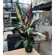 画像をギャラリービューアに読み込む, 【販売期間:4月16日】ストロマンテ サンギネア トリオスター 1鉢