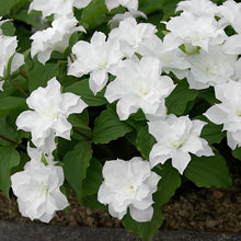 画像をギャラリービューアに読み込む, 【予約販売:3/22発送】エンレイソウ・フロレプレノ 3.5号