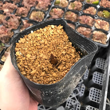 画像をギャラリービューアに読み込む, 【予約販売:3/22発送】エンレイソウ・フロレプレノ 3.5号