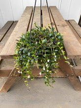 画像をギャラリービューアに読み込む, 【販売期間:3月19日まで】コドナンテ・クラシフォリア 1鉢