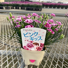 画像をギャラリービューアに読み込む, 【予約商品:4/7発送分】ダイアンサス(ナデシコ)・ピンクキッス 3ポット