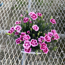 画像をギャラリービューアに読み込む, 【予約商品:4/7発送分】ダイアンサス(ナデシコ)・ピンクキッス 3ポット