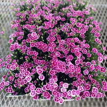 画像をギャラリービューアに読み込む, 【予約商品:4/7発送分】ダイアンサス(ナデシコ)・ピンクキッス 3ポット