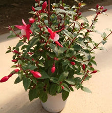 画像をギャラリービューアに読み込む, 【予約商品:5/19発送分】フクシア・ルージュブラン 1鉢