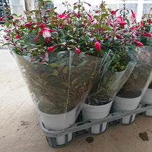 画像をギャラリービューアに読み込む, 【予約商品:5/19発送分】フクシア・ルージュブラン 1鉢