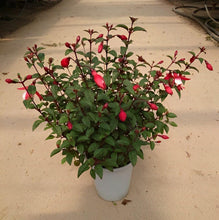 画像をギャラリービューアに読み込む, 【予約商品:5/19発送分】フクシア・ルージュブラン 1鉢