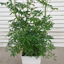 画像をギャラリービューアに読み込む, 【販売期間:3/26まで】シェフレラ コンパクタ 7号 スクエア 皿付き1鉢