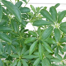 画像をギャラリービューアに読み込む, 【販売期間:3/26まで】シェフレラ コンパクタ 7号 スクエア 皿付き1鉢