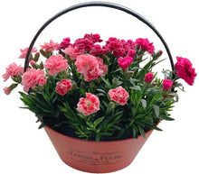 画像をギャラリービューアに読み込む, 【予約商品:4/28発送】カーネーション・オスカー 4色植え 1鉢