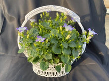画像をギャラリービューアに読み込む, 【予約商品:3/24発送】カンパニュラ・ファンシーミー 1鉢 6号