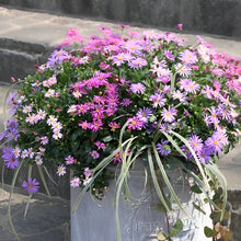 画像をギャラリービューアに読み込む, 【予約商品:4/14発送】ブラキカム・カラーズ 姫小菊3色植え1鉢
