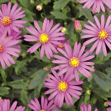 画像をギャラリービューアに読み込む, 【予約商品:4/14発送】ブラキカム・カラーズ 姫小菊3色植え1鉢