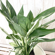 画像をギャラリービューアに読み込む, 【販売期間:4月15日まで】スパティフィラム・ワリシーバリエガータ アーバンプランツポット チャコール 1鉢