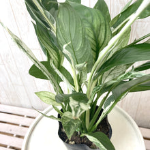 画像をギャラリービューアに読み込む, 【販売期間:4月15日まで】スパティフィラム・ワリシーバリエガータ アーバンプランツポット チャコール 1鉢