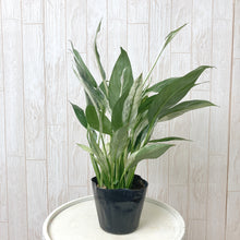 画像をギャラリービューアに読み込む, 【販売期間:4月15日まで】スパティフィラム・ワリシーバリエガータ アーバンプランツポット チャコール 1鉢