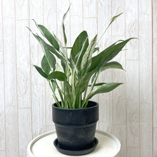 画像をギャラリービューアに読み込む, 【販売期間:4月15日まで】スパティフィラム・ワリシーバリエガータ アーバンプランツポット チャコール 1鉢