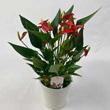 画像をギャラリービューアに読み込む, 【販売期間:5月7日まで】アンスリウム ミリオンフラワー レッド 5号 1鉢