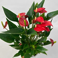 画像をギャラリービューアに読み込む, 【販売期間:5月7日まで】アンスリウム ミリオンフラワー レッド 5号 1鉢