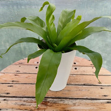 画像をギャラリービューアに読み込む, 【販売期間:5月14日まで】オオタニワタリ アンディーカム 4号 1鉢