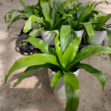 画像をギャラリービューアに読み込む, 【販売期間:5月14日まで】オオタニワタリ アンディーカム 4号 1鉢