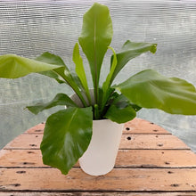 画像をギャラリービューアに読み込む, 【販売期間:5月14日まで】アスプレニウム アビス 4号 1鉢