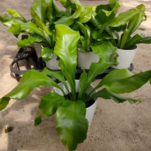 画像をギャラリービューアに読み込む, 【販売期間:5月14日まで】アスプレニウム アビス 4号 1鉢