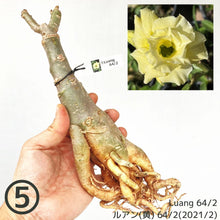 画像をギャラリービューアに読み込む, 【期間限定:3月末まで】アデニウム・オベスム 裸株(裸苗) 白・黄色系(5種から選べる)