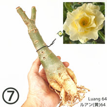 画像をギャラリービューアに読み込む, 【期間限定:3月末まで】アデニウム・オベスム 裸株(裸苗) 白・黄色系(5種から選べる)