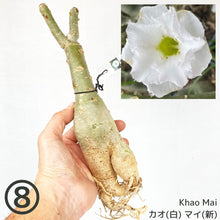 画像をギャラリービューアに読み込む, 【期間限定:3月末まで】アデニウム・オベスム 裸株(裸苗) 白・黄色系(5種から選べる)