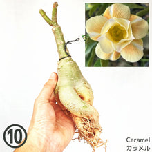 画像をギャラリービューアに読み込む, 【期間限定:3月末まで】アデニウム・オベスム 裸株(裸苗) 白・黄色系(5種から選べる)