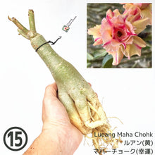 画像をギャラリービューアに読み込む, 【期間限定:3月末まで】アデニウム・オベスム 裸株(裸苗) 白・黄色系(5種から選べる)