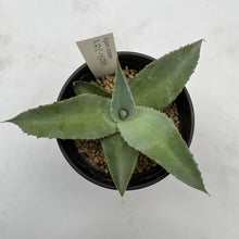 画像をギャラリービューアに読み込む, アガベ・スカポサ 3.5号