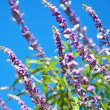 画像をギャラリービューアに読み込む, アメジストセージ(サルビア) スタンド仕立て 8号 1鉢