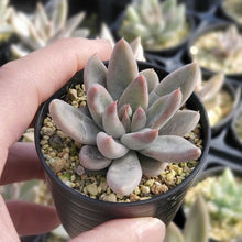 画像をギャラリービューアに読み込む, エケベリア・トリマネンシス"リオトリマン" 2.5号 国内実生苗